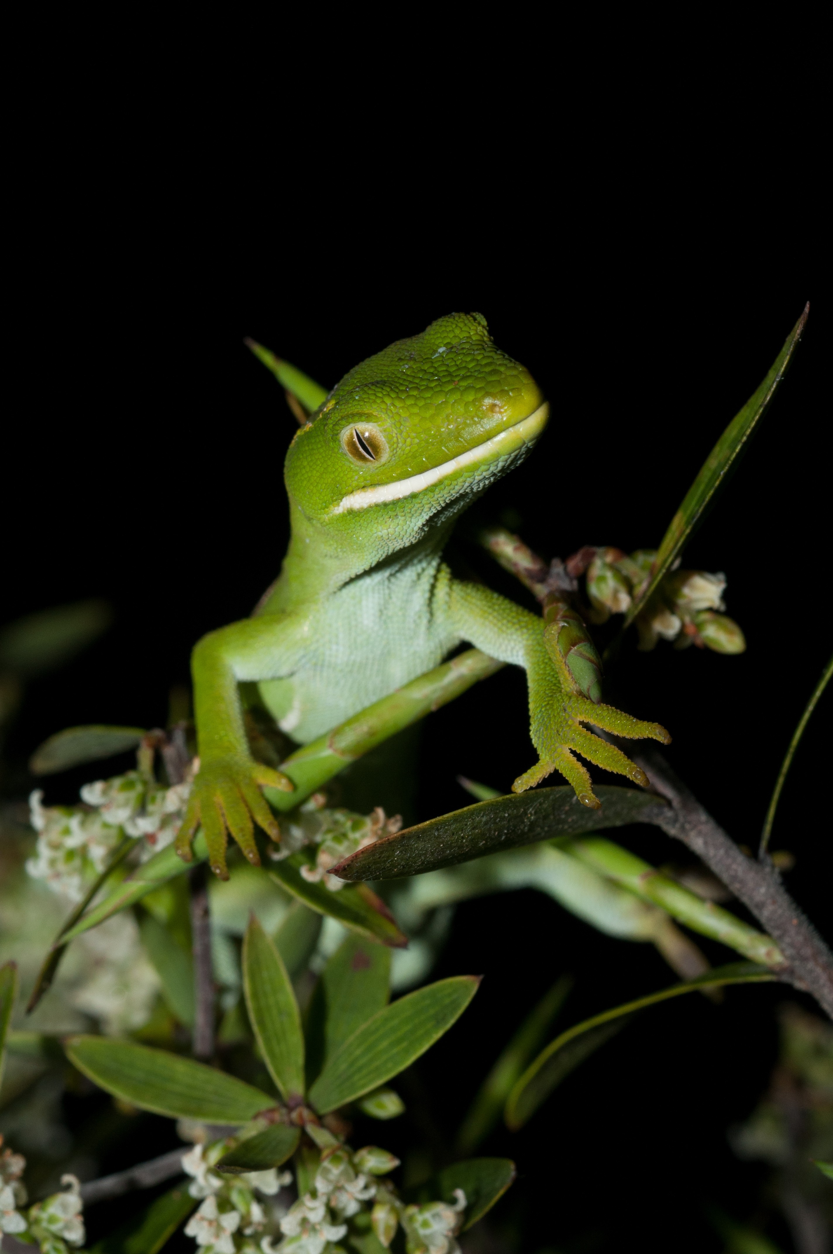 _IRM4057 – Auckland, green, gecko, Naultinus, elegans, elegans, home, lizard, irene, reptiles, rare, cold, blood, new, new zealand, zealand, nz, irene, nov16